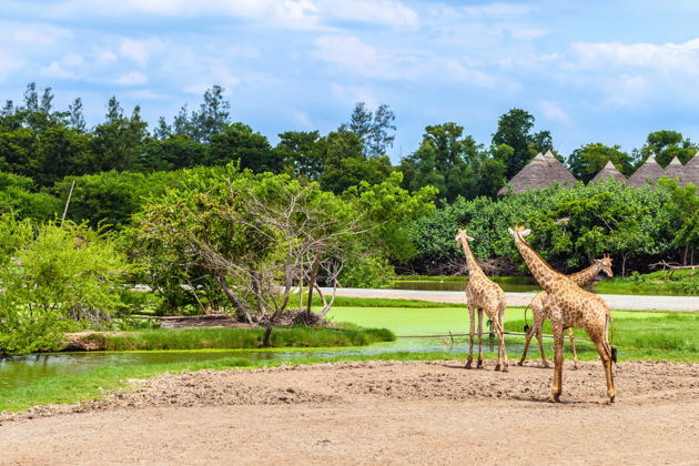 Билет в парк Safari World (с трансфером)