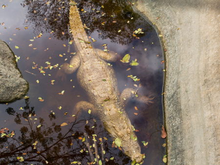 Крокодиловая ферма