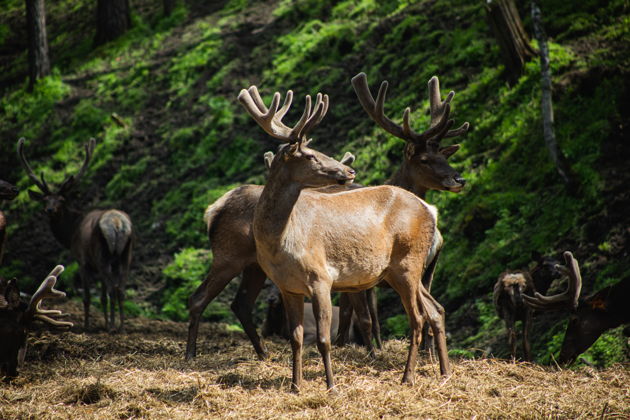 Голубые озёра, Чемал (о. Патмос) и маральник Байгабак
