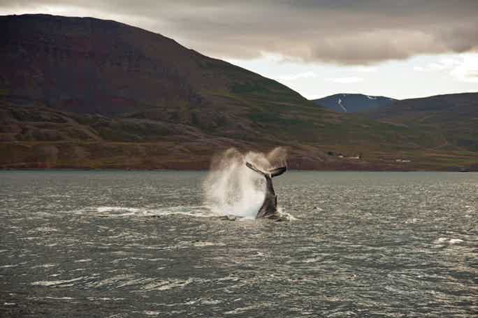 Фотоохота на китов в Териберке