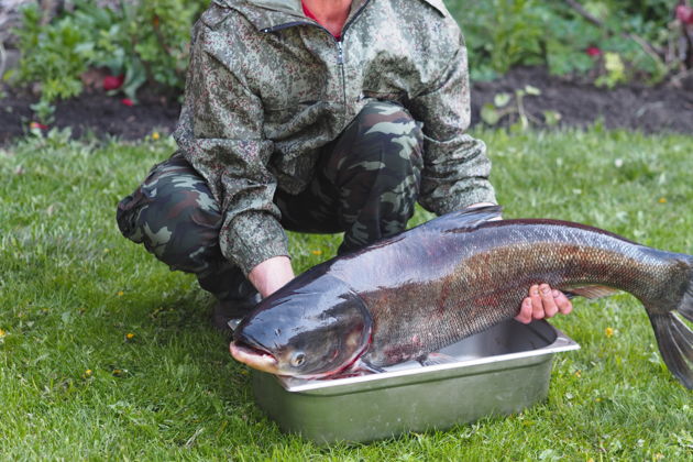 Рыбaлка в Белграде