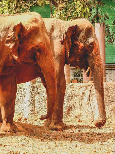 Пхукет: тур по программе спасения и ухода за слонами (гид англоговорящий) - фото 5