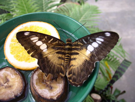 Парк бабочек и контактный зоопарк