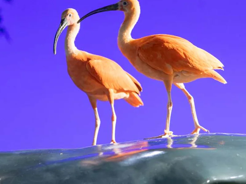 Билет в National Aquarium Абу-Даби: в гости к Посейдону — фото 6, Абу-Даби | Покатаем