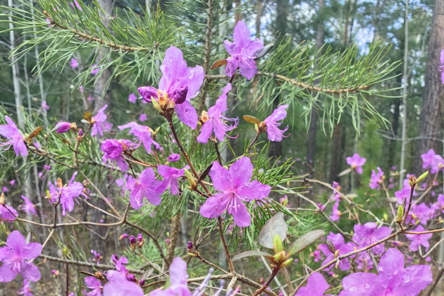 Виды Аршан- Восточные Саяны, Хамардабан и Тункинская долина