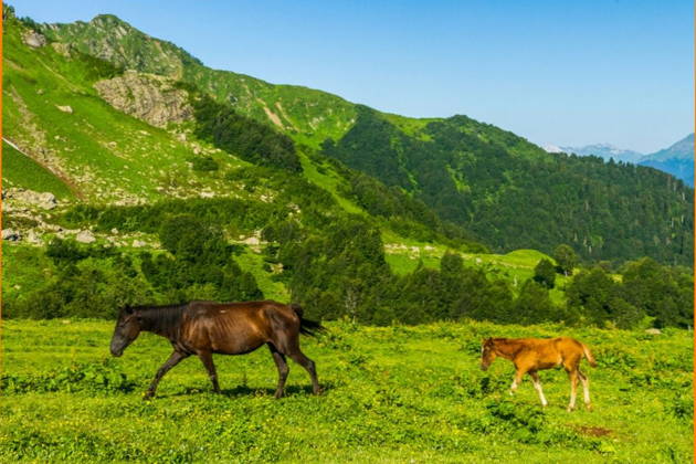 Альпийские луга Абхазии из Гагры