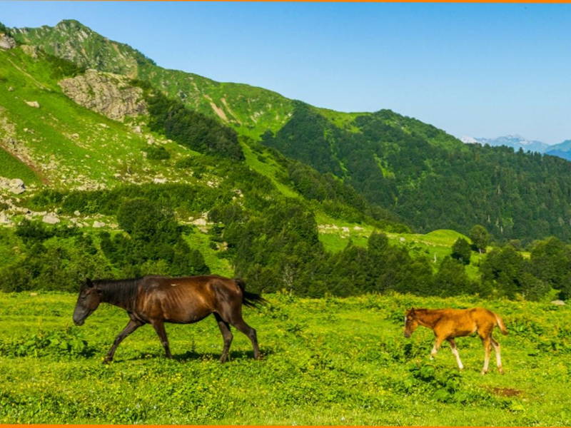 Альпийские луга Абхазии из Пицунды