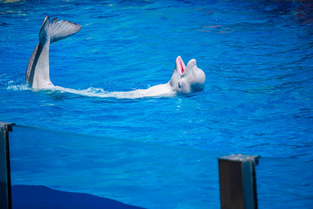 Виды Шоу дельфинов, тюленей и экзотических птиц в Дубайском дельфинарии