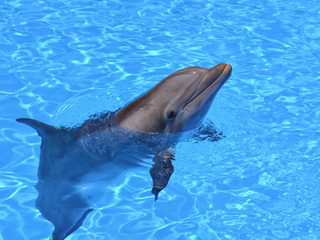 Большой Сочинский дельфинарий