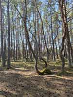 Экскурсия "Куршская коса: золотые дюны, танцующий лес и магия Балтики" - фото отзыва 2