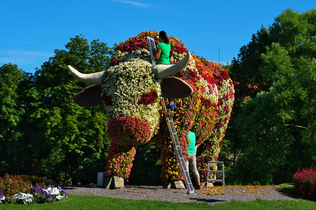 Билеты в парк цветов Miracle Garden и ярмарку Global Village с трансфером — фото 5