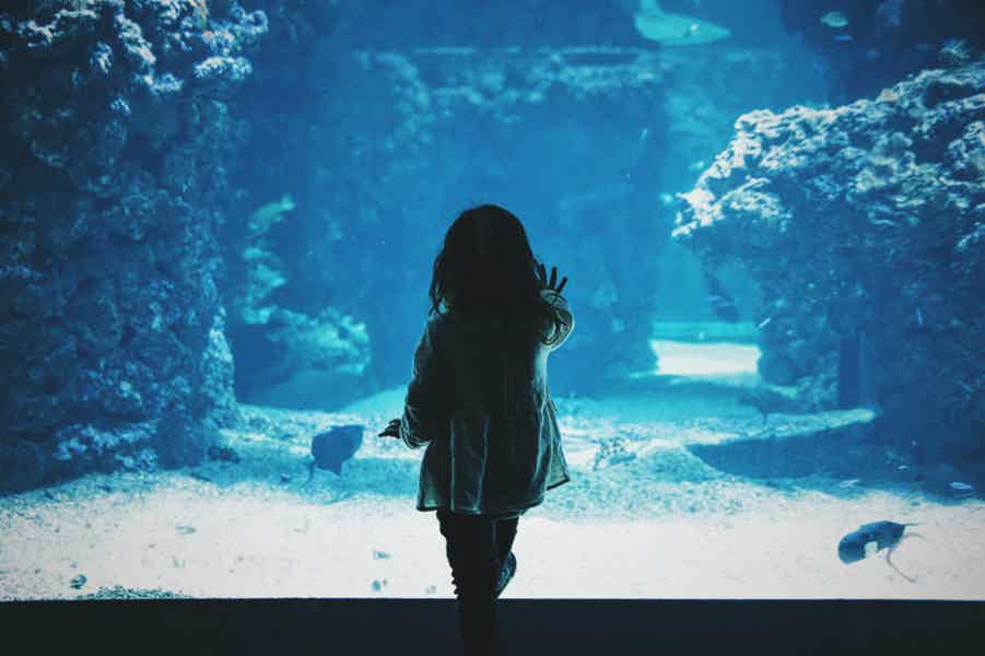 Гранд Аквариум: Красное море за стеклом - фото 3