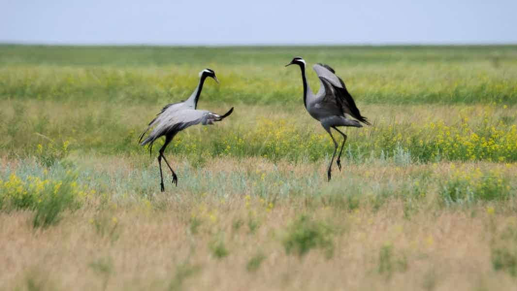 «Птицы озера Маныч-Гудило» — экологическая экскурсия - фото 1