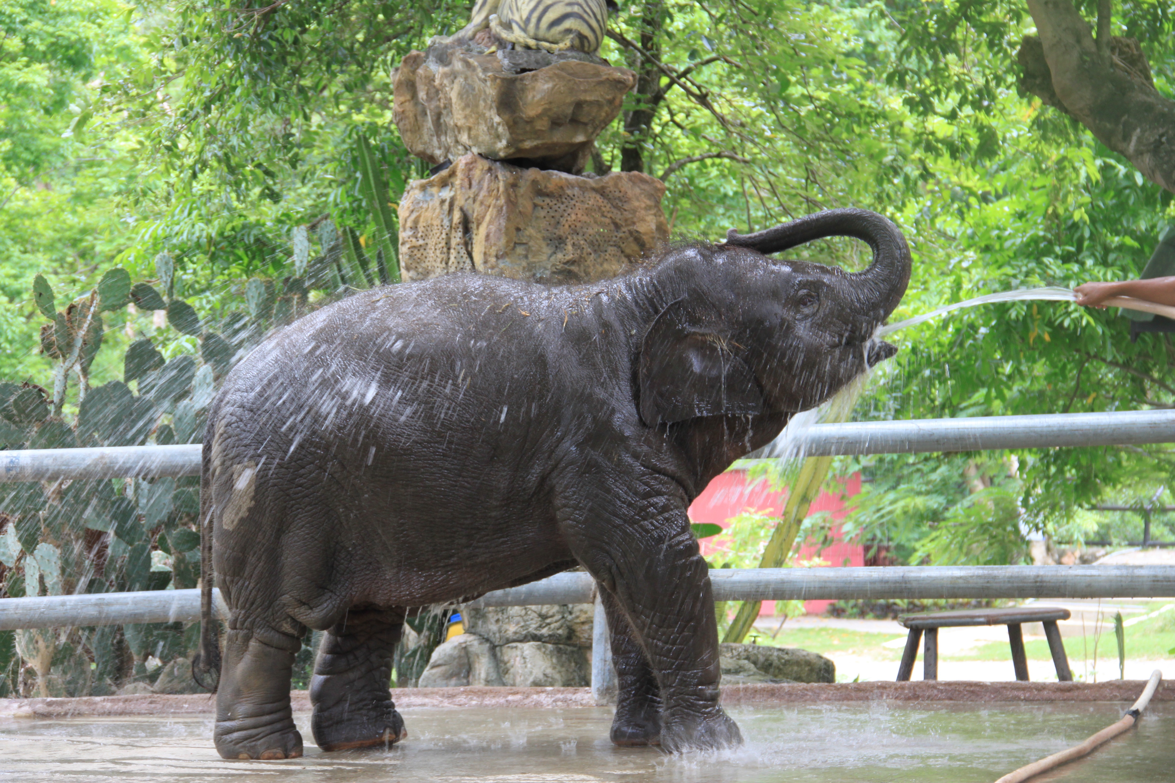 Работа в зоопарке на лето. Слоны в Тайланде в зоопарке. Слон в зоопарке. Зоопарк со слонами. Слон Тайланд.
