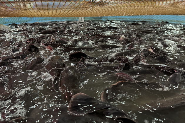 Виды Акваферма клариевого сома: экскурсия с дегустацией