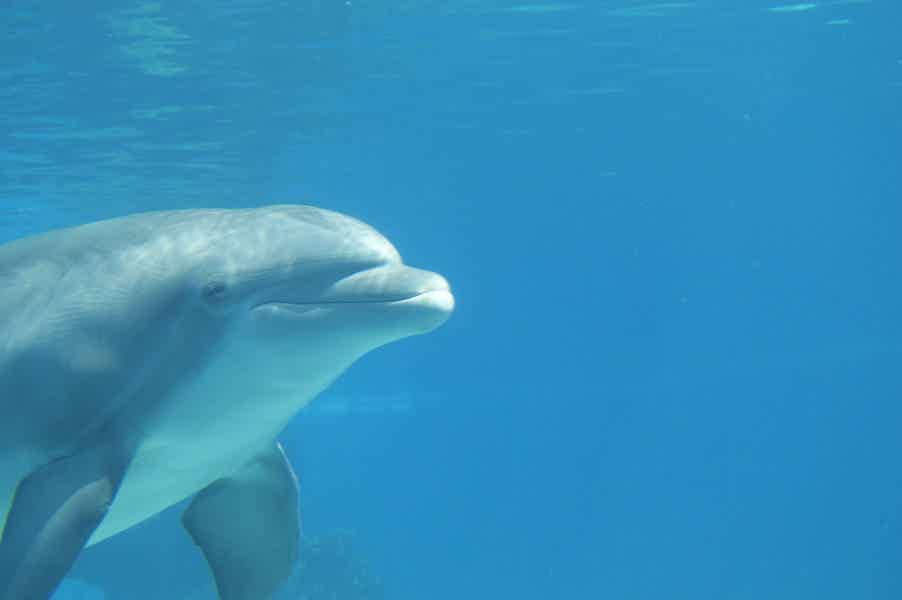 Саттаях риф — дом дельфинов - фото 6