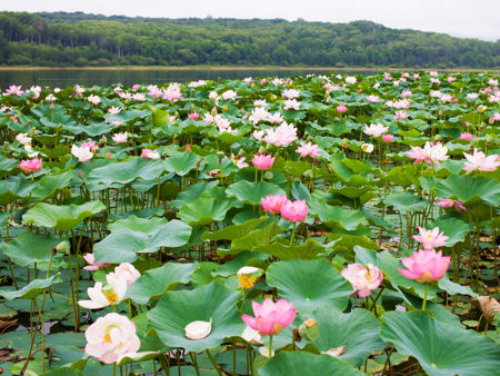 Долина лотосов