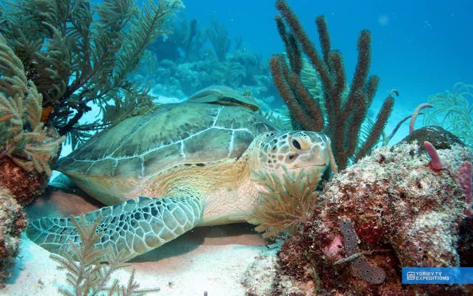 Мексика: плавание с черепахами в открытом море и одни из самых красивых Сено - фото 4