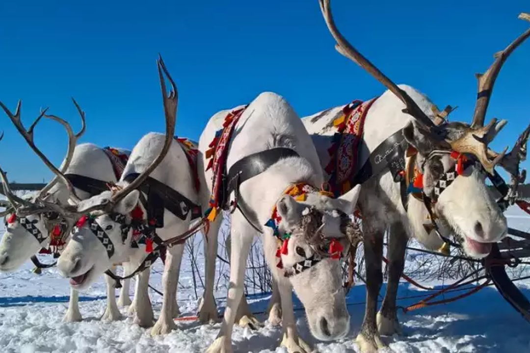 В гостях у коренного народа Севера, в саамской деревне. — фото 5