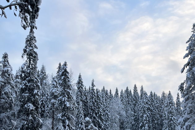 Горный парк «Рускеала» и водопады (Всё включено)