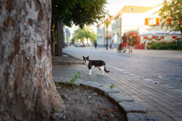 Виды Экскурсия-конструктор по побережью: от Куршской косы до старинных курортов