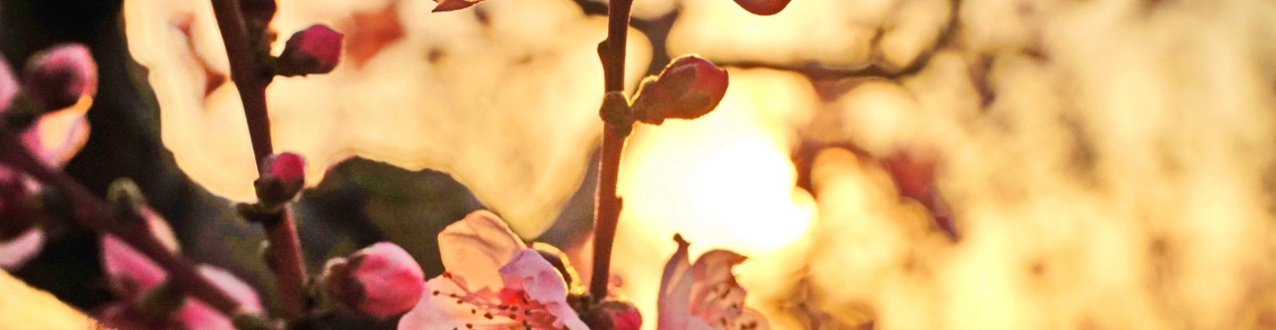 Цветочный Крым