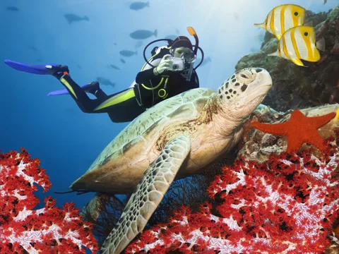 Дайвинг в Хургаде — красоты подводного мира Красного моря