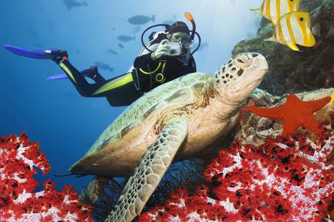 Дайвинг в Хургаде — красоты подводного мира Красного моря