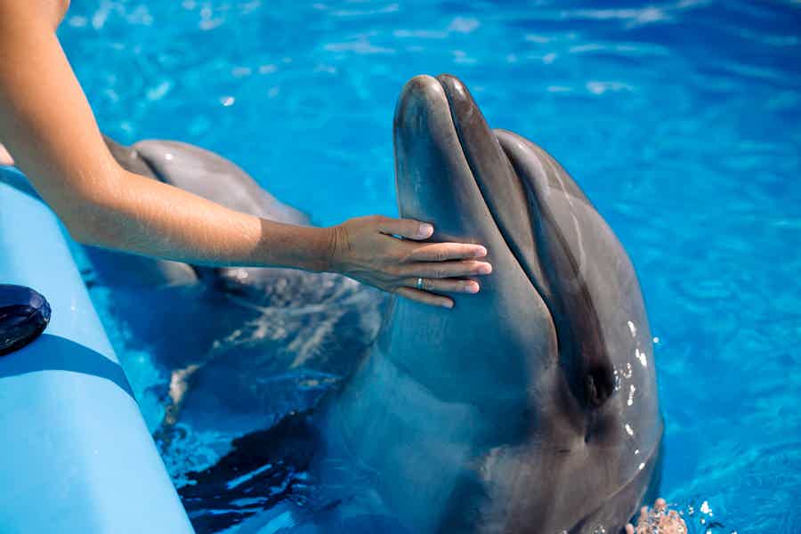 Play with Dolphins in Dubai's Atlantis Waterpark - photo 5