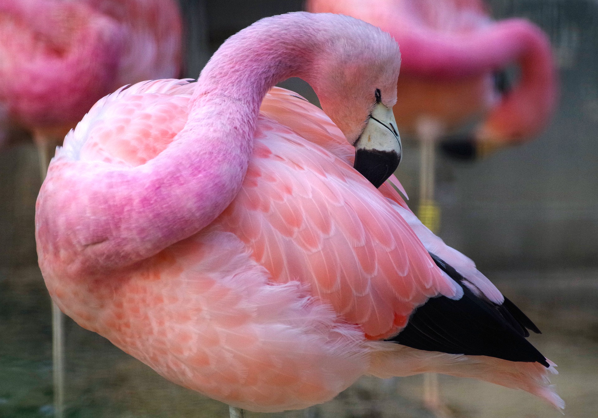 Видео про розовые. 9907 Розовый Фламинго. Обыкновенный Фламинго. Фламинго розовый Фламинго фото.