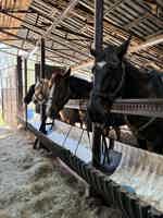 Экскурсия "Конный тур каньон Псахо" - фото отзыва 4