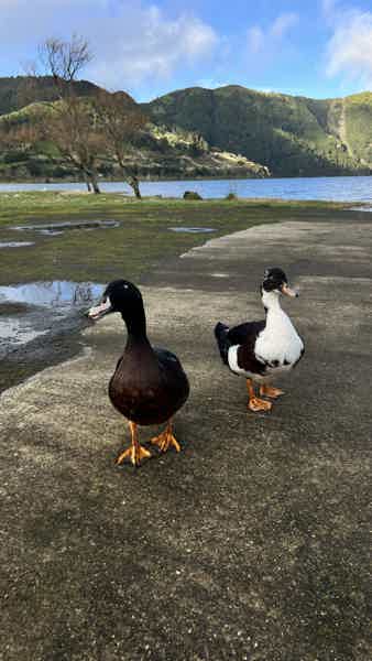 Запад Сан-Мигеля: Сете-Сидадеш, океан и вулканические пейзажи - фото 2