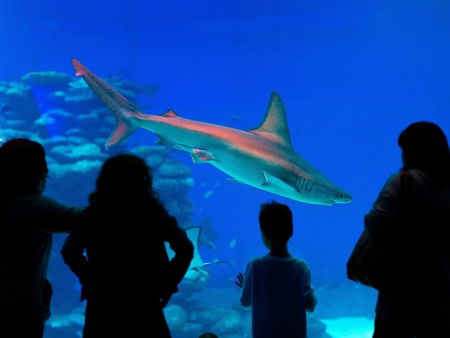 Шанхайский Океанариум