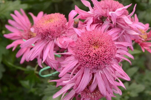 Виды Бал хризантем в Ялте