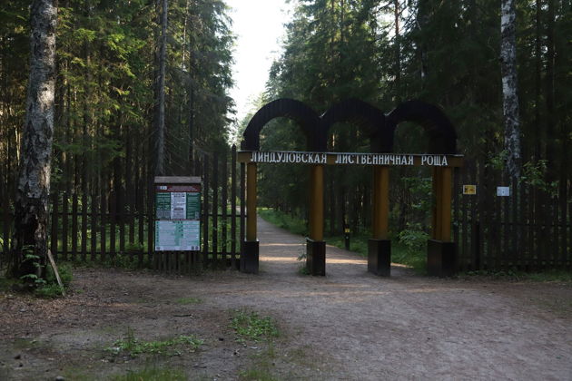 Виды Линдуловская роща: аудиоэкскурсия по несерьезному экомаршруту