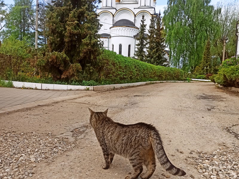 Прогулка по старинному городу Переславлю - экскурсия в Переславль-Залесский, Россия
