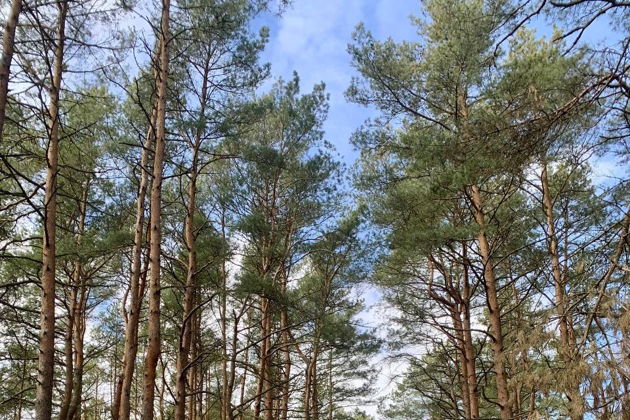 Виды Куршская коса без толпы. Автомобильная экскурсия в национальный парк.