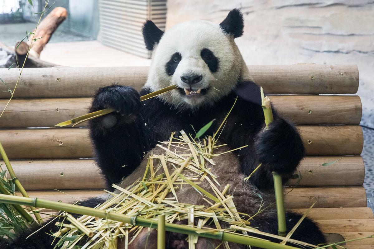 Реферат: Берлинский зоопарк (berlin zoo)