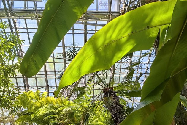 Виды Экскурсия в Ботанический сад