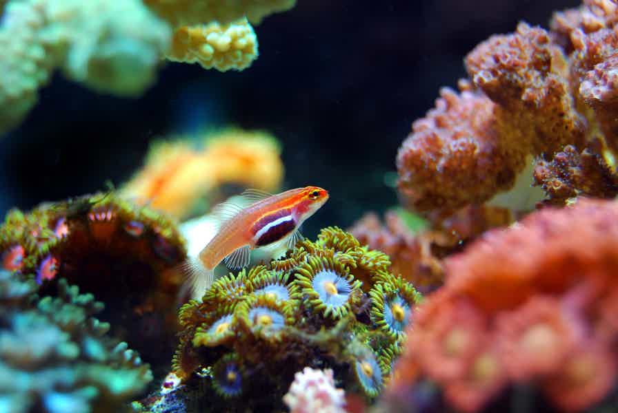 Шарм-эль-Нага — купание в коралловой бухте - фото 6