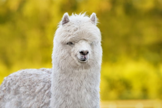 Виды Альпака-парк и Медовые водопады: уютная поездка на полдня