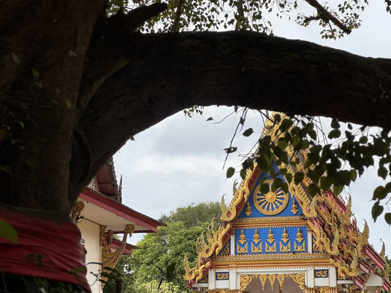 Программа с душой на Пхукете: философия буддизма и животные Таиланда — фото 2, Пхукет | Покатаем