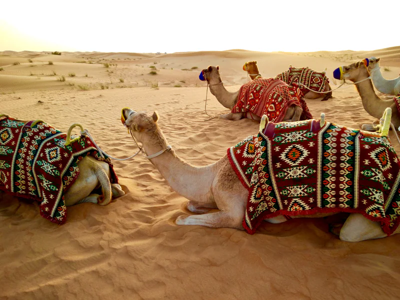 History of modern Dubai — photo 5, Dubai | Pokataem