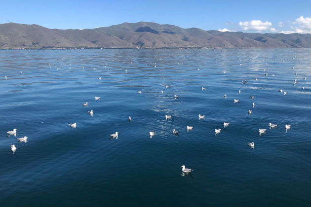 Виды Индивидуальный тур - Жемчужины Севана: Севанаванк, Норатус, Айраванк за один день