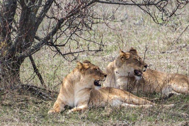 Виды Сафари-парк Тайган
