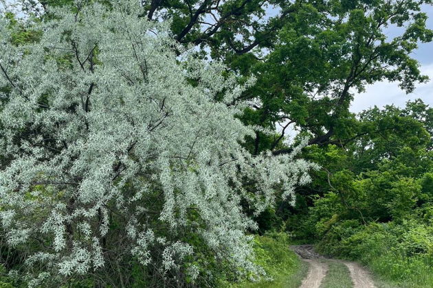 Черный пляж, золотые пески, экраноплан «Лунь» и лианы Самурского леса