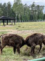 Экскурсия "Брестская крепость и Беловежская пуща из Минска за 1 день" - фото отзыва 4