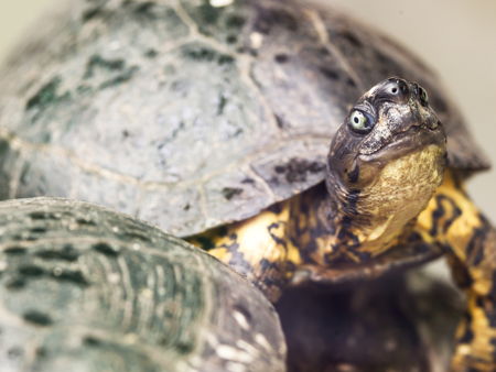 Черепашья ферма