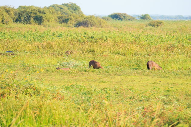 Остров Жигоя и кайманы: лодочная прогулка по Пантаналу