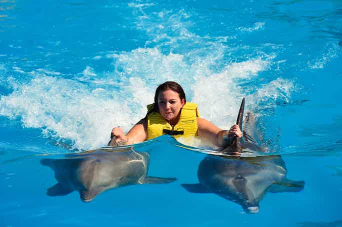 Плавание с дельфинами из Шарм-эль-Шейха